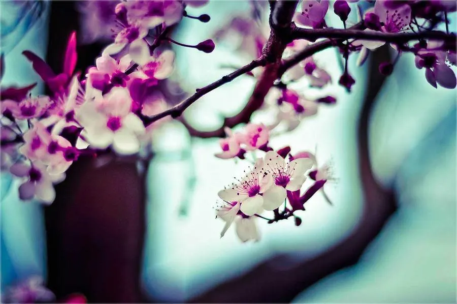 Cherry blossom against a spring sky