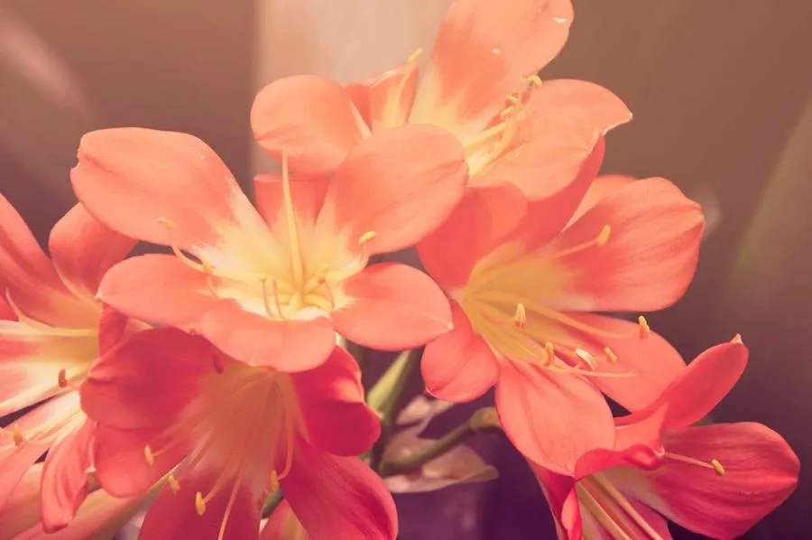 Orange flowers in soft light